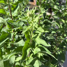 Load image into Gallery viewer, Pluchea odorata - Marsh Fleabane
