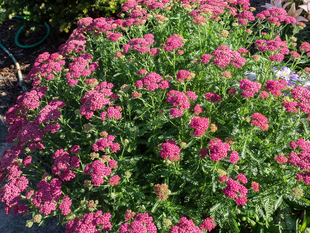 Achillea millefolium 'Desert Eve Rose' - Desert Eve Rose Yarrow