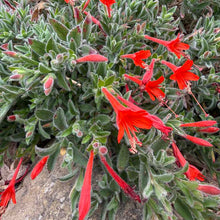 Load image into Gallery viewer, Epilobium canum 'Everett's Choice'-Everett's Choice California Fuchsia
