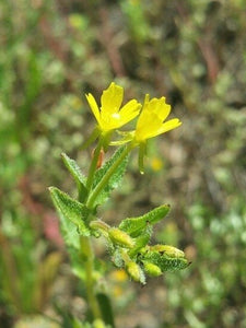 Camissonia bistorta - Sunflakes