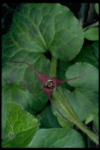 Asarum caudatum- Wild Ginger