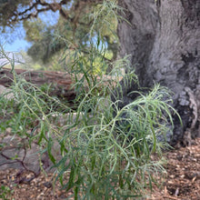 Load image into Gallery viewer, Artemisia palmeri - San Diego Sagewort
