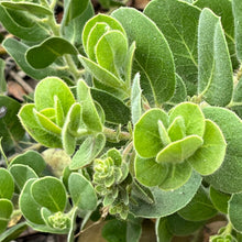 Load image into Gallery viewer, Arctostaphylos x media 'Peter Ehrlich' - Peter Ehrlich Manzanita
