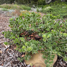 Load image into Gallery viewer, Arctostaphylos x media 'Peter Ehrlich' - Peter Ehrlich Manzanita
