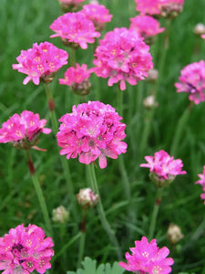 Armeria maritima 'Bloodstone' - Bloodstone Sea Thrift