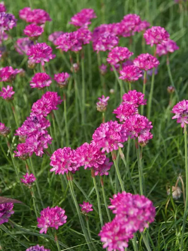 Armeria maritima 'Bloodstone' - Bloodstone Sea Thrift