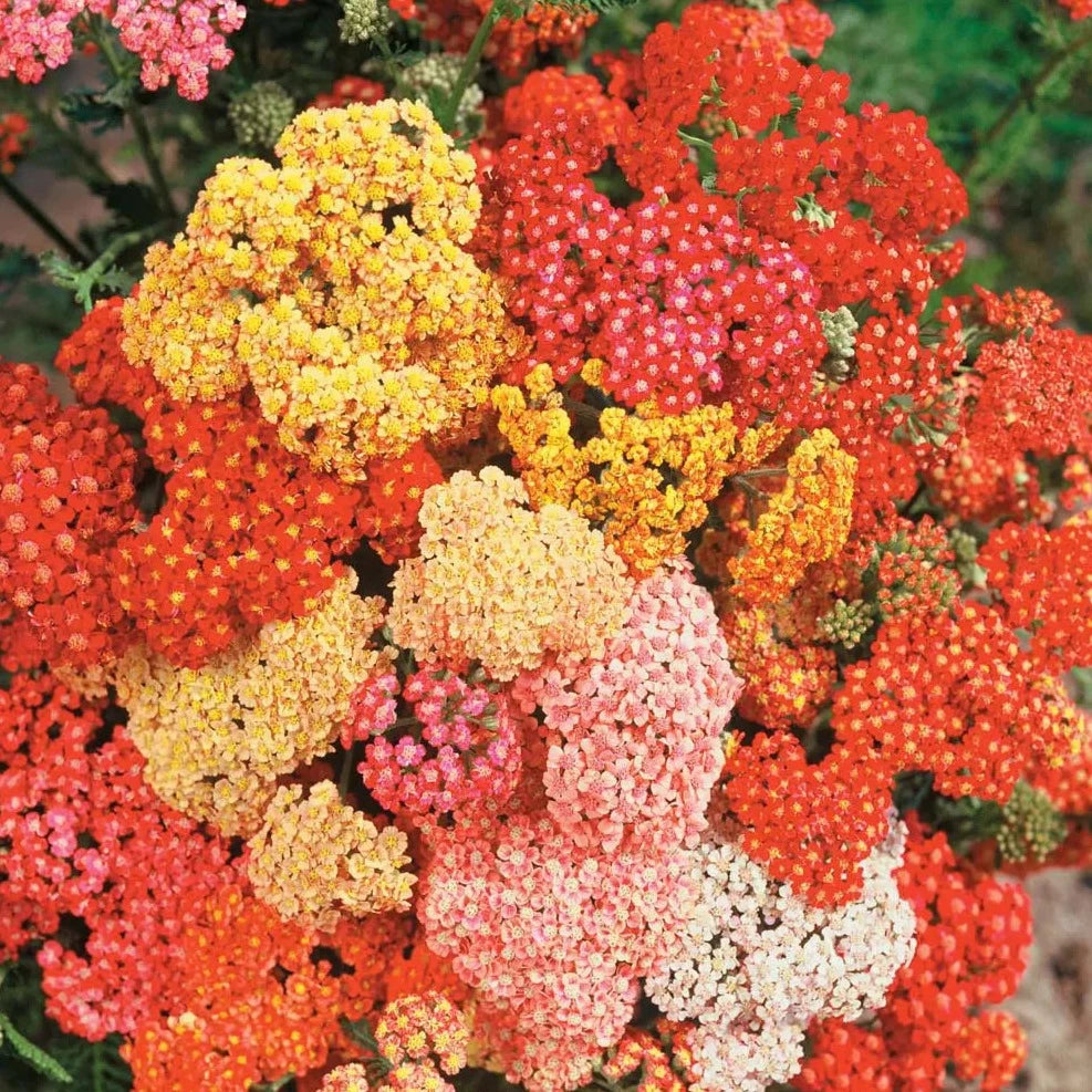 Achillea millefolium 'Summer Berries' - Summer Berries Yarrow