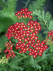 Achillea millefolium Milly Rock™ 'Red' - Milly Rock Red Yarrow