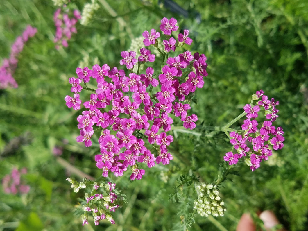 Achillea millefolium 'Cerise Queen' - Cerise Queen Yarrow