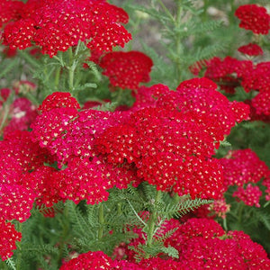 Achillea millefolium 'Pomegranate' - Pomegranate Yarrow