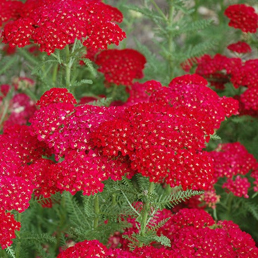 Achillea millefolium 'Pomegranate' - Pomegranate Yarrow