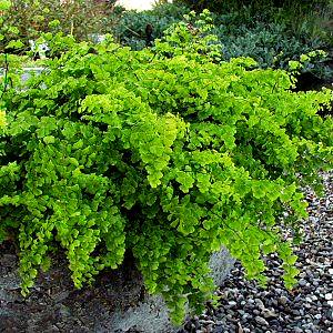 Adiantum capillus-veneris  'Banksianum'- Banksianum Maidenhair Fern