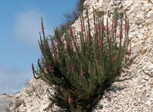 Load image into Gallery viewer, Antirrhinum thompsonii - Withered Snapdragon
