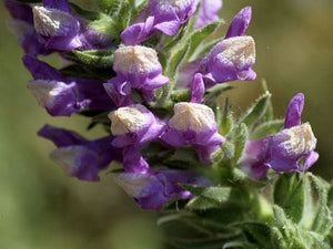 Antirrhinum thompsonii - Withered Snapdragon