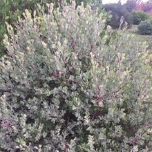 Load image into Gallery viewer, Arctostaphylos silvicola &#39;Ghostly&#39; - Ghostly Manzanita
