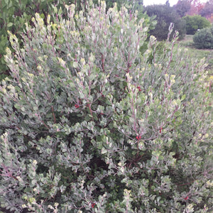 Arctostaphylos silvicola 'Ghostly' - Ghostly Manzanita