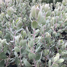 Load image into Gallery viewer, Arctostaphylos silvicola &#39;Ghostly&#39; - Ghostly Manzanita
