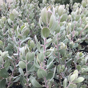 Arctostaphylos silvicola 'Ghostly' - Ghostly Manzanita