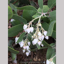 Load image into Gallery viewer, Arctostaphylos manzanita &#39;Hood Mountain&#39; - Hood Mountain Manzantia
