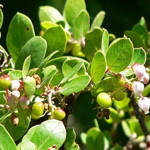 Arctostaphylos edmundsii 'Sycamore Creek'