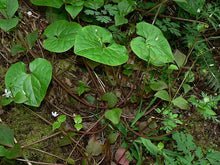 Load image into Gallery viewer, Asarum caudatum- Wild Ginger
