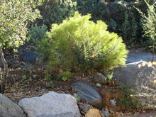 Load image into Gallery viewer, Baccharis sarothroides - Desert Broom
