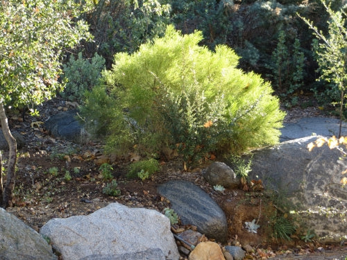 Baccharis sarothroides - Desert Broom