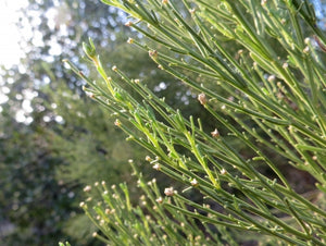 Baccharis sarothroides - Desert Broom