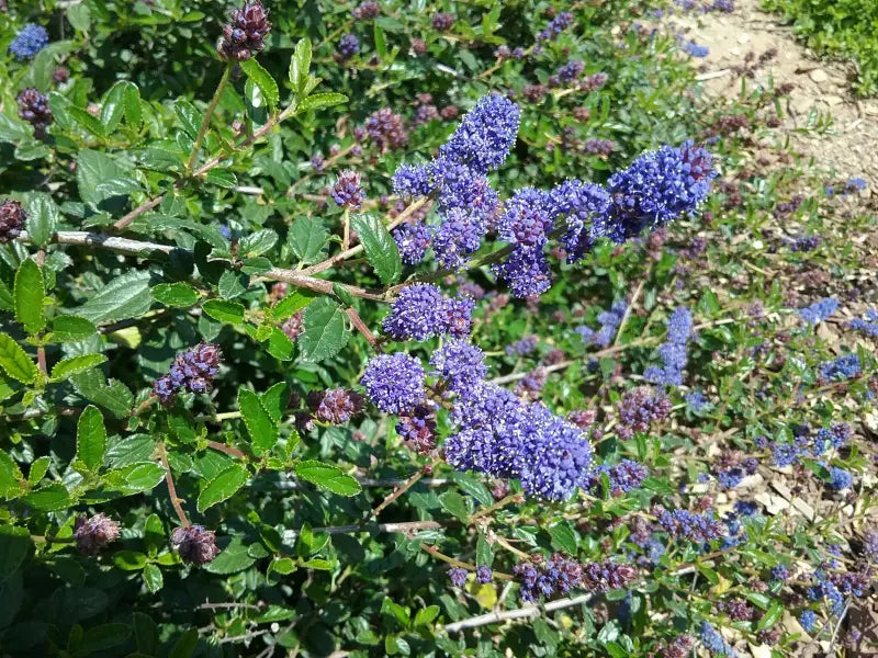 Ceanothus 'Joan Mirov' - Joan Mirov Mountain Lilac