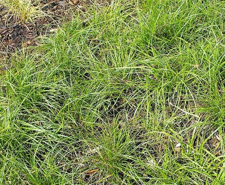 Carex pansa - Sand Dune Sedge