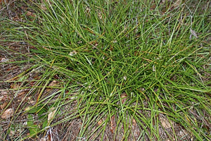 Carex tumulicola - Foothill Sedge