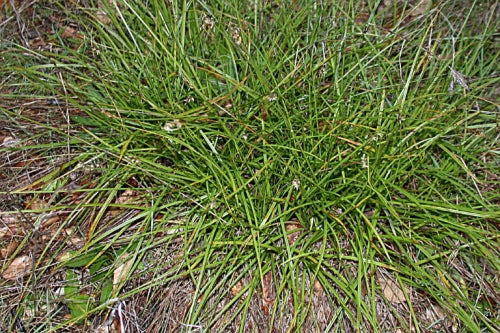 Carex tumulicola - Foothill Sedge