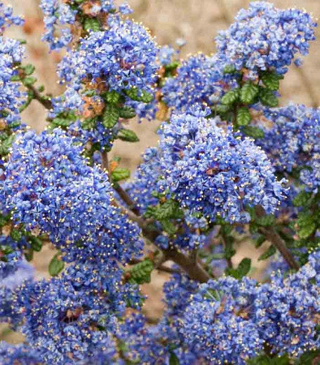 Ceanothus 'Victoria'