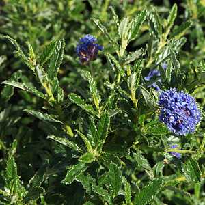 Ceanothus 'Cynthia Postan' - Cynthia Postan Ceanothus