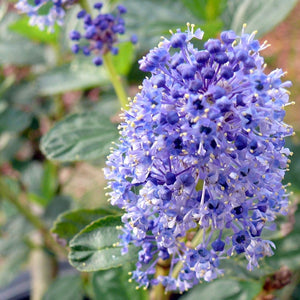 Ceanothus arboreus 'Owlswood Blue'