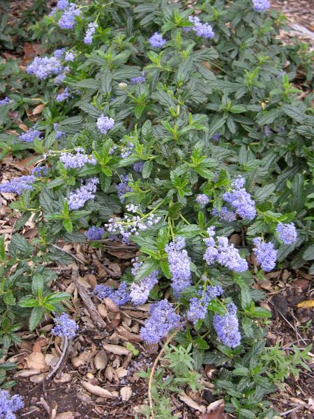 Ceanothus 'Joyce Coulter' - Joyce Coulter Mountain Lilac