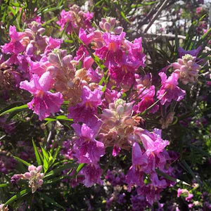 Chilopsis linearis 'Dark Purple' - Dark Purple Desert Willow