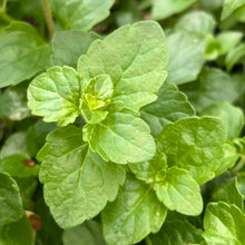Load image into Gallery viewer, Clinopodium douglasii - Yerba Buena
