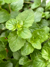 Load image into Gallery viewer, Clinopodium douglasii - Yerba Buena

