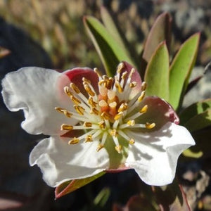 Crossosoma californicum - California Rockflower