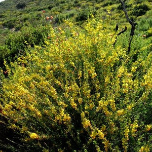 Acmispon glaber - Deerweed