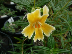 Diplacus 'Pamela' - Pamela Monkeyflower