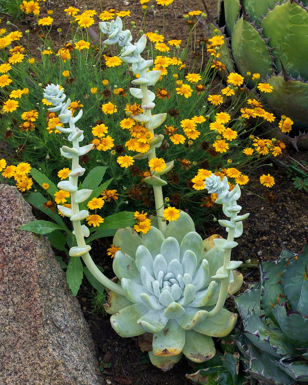 Dudleya pachyphytum - Cedros Island Live-Forever