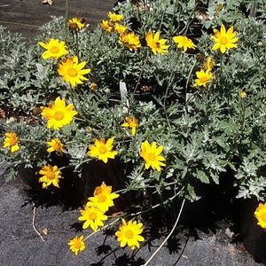 Eriophyllum lanatum 'Siskiyou' - Siskiyou Woolly Sunflower