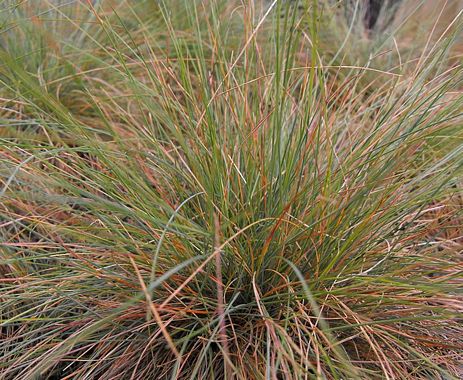 Festuca idahoensis 'Snow Mountain' - Snow Mountain Idaho Fescue