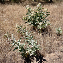 Load image into Gallery viewer, Asclepias eriocarpa - Kotolo Milkweed
