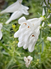 Load image into Gallery viewer, Penstemon heterophyllus 'GMR White ' - GMR White Foothill Penstemon
