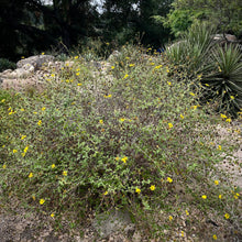 Load image into Gallery viewer, Bahiopsis laciniata - San Diego Sunflower
