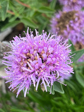 Load image into Gallery viewer, Monardella villosa 'Russian River' - Russian River Coyote Mint
