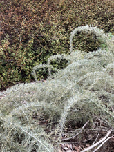 Load image into Gallery viewer, Artemisia californica 'Montara' - Montara Sagebrush
